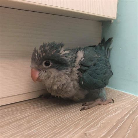 養什麼鳥好|第一次養鳥就上手！各種鸚鵡特點怎麼選？獸醫師：新。